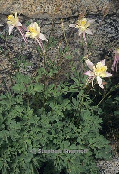 aquilegia pubescens 4 graphic